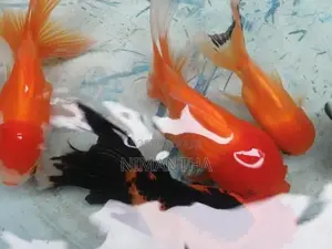 Oranda Goldfish