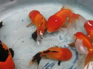 Oranda Goldfish
