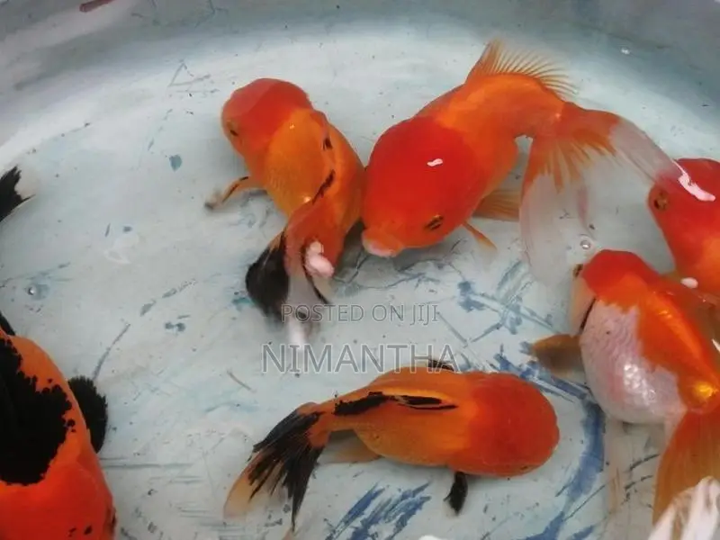 Oranda Goldfish