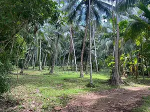 Land For Sale in Delgoda (SSPL-365)
