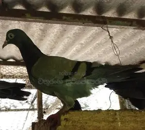 Pigeons