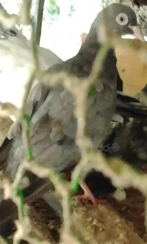 Pigeon