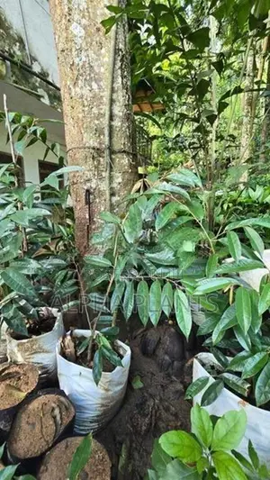 Durian Plants