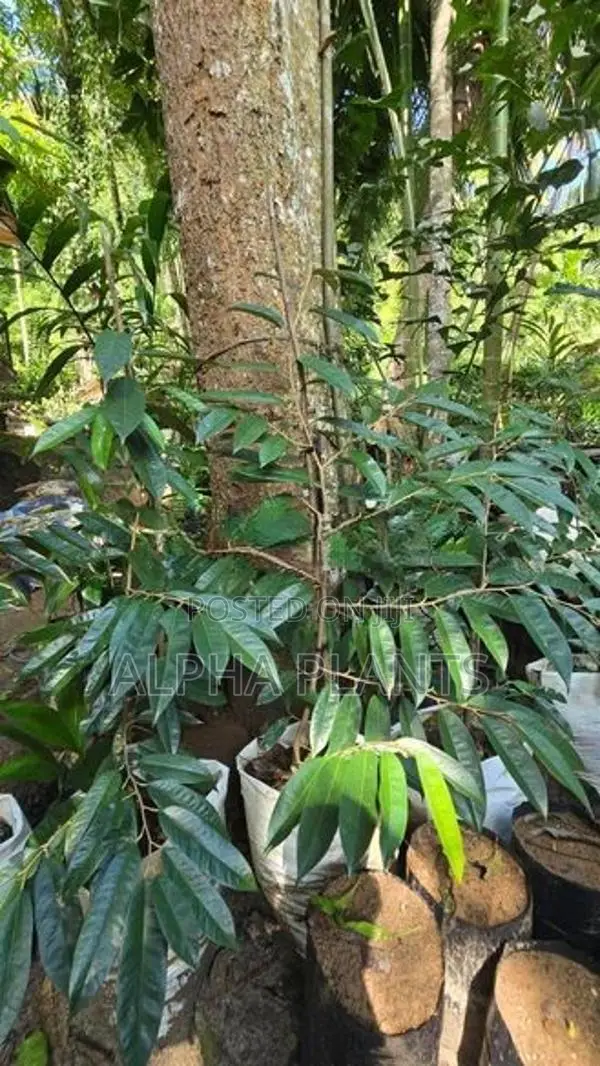 Durian Plants