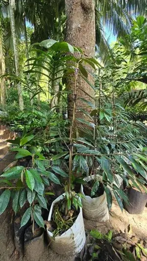 Durian Plants