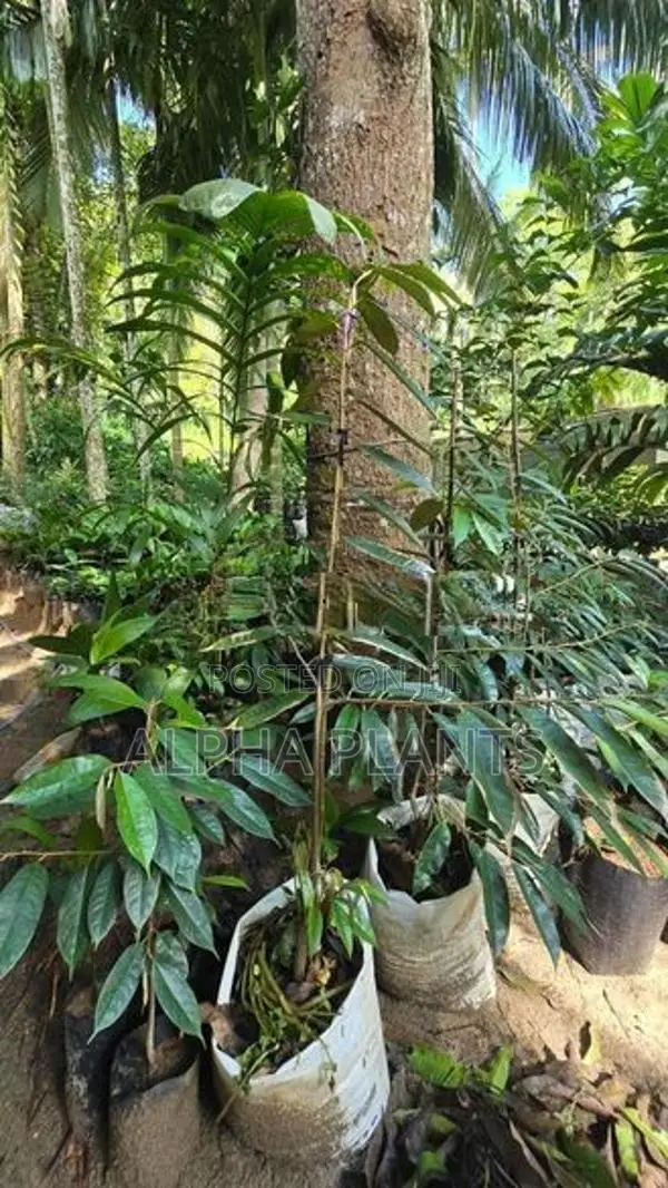 Durian Plants