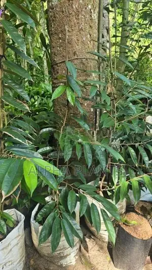 Durian Plants