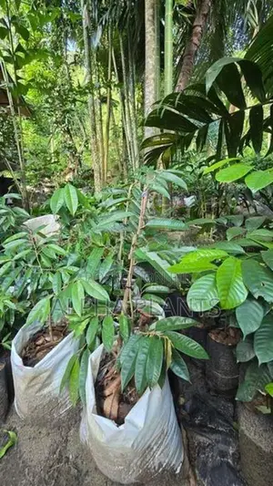 Durian Plants