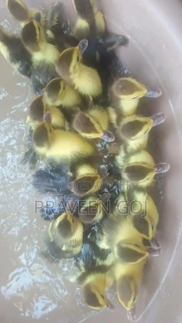 Duck Chicks