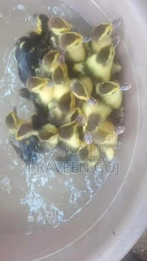 Duck Chicks