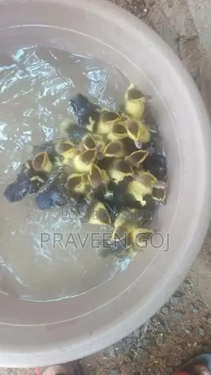 Duck Chicks