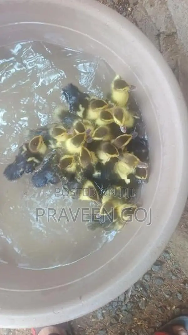 Duck Chicks