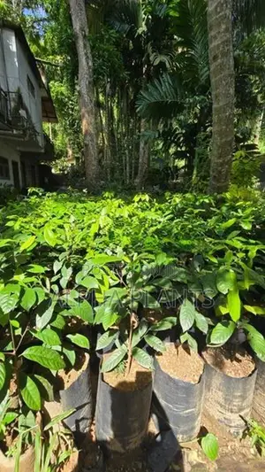 Nutmeg Plants