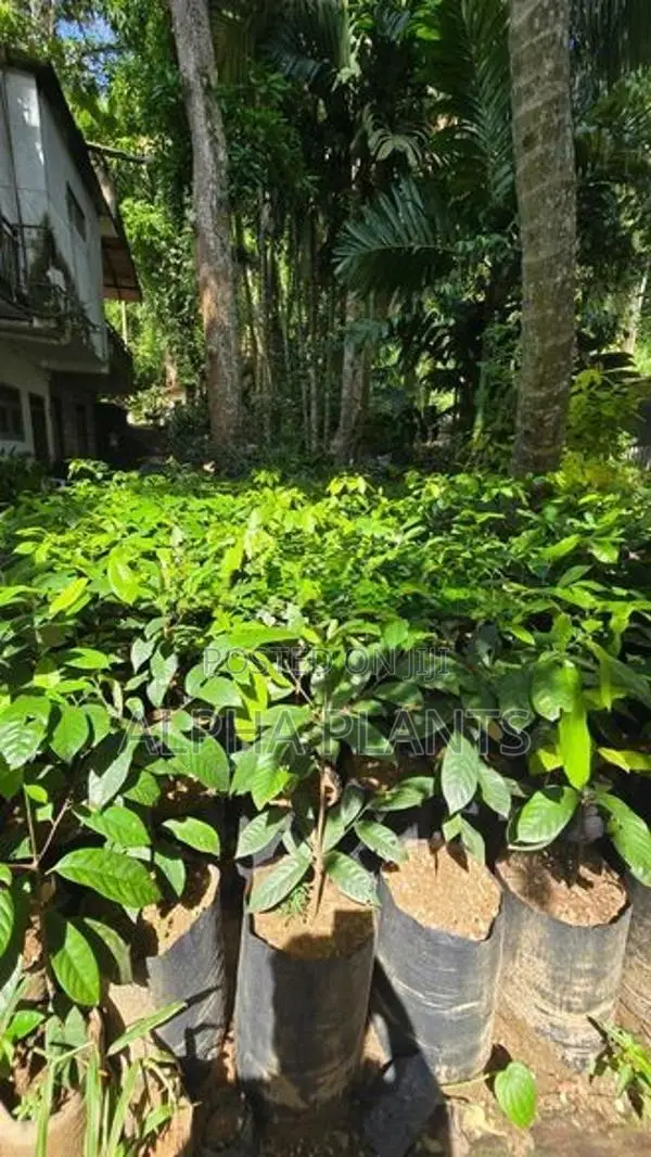 Nutmeg Plants