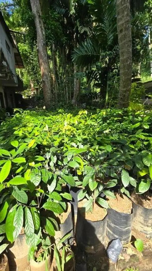 Nutmeg Plants