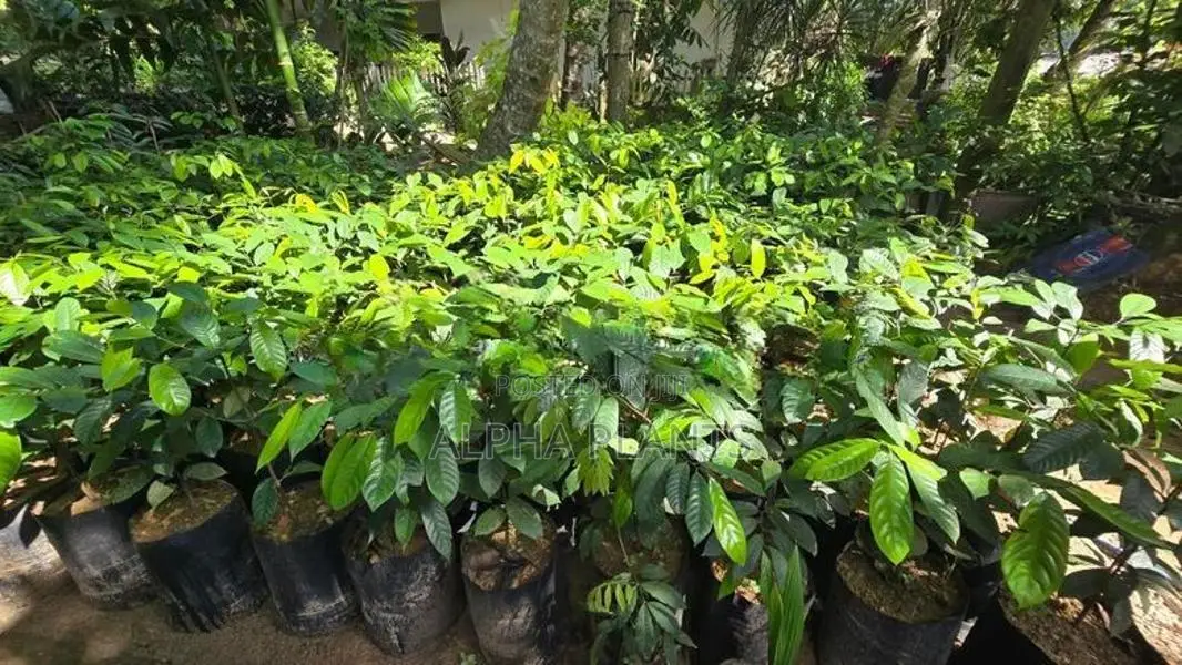 Nutmeg Plants