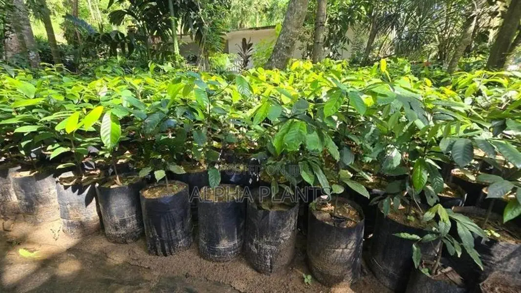 Nutmeg Plants