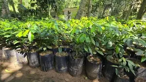 Nutmeg Plants