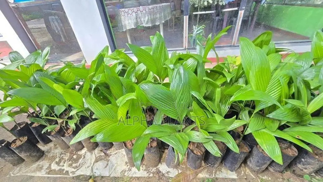 Puwak Plants