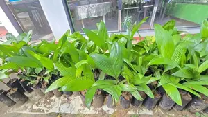 Puwak Plants
