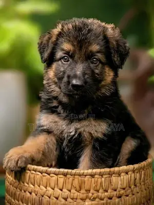 German Shepherd Long Coat Puppy