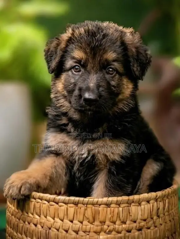 German Shepherd Long Coat Puppy