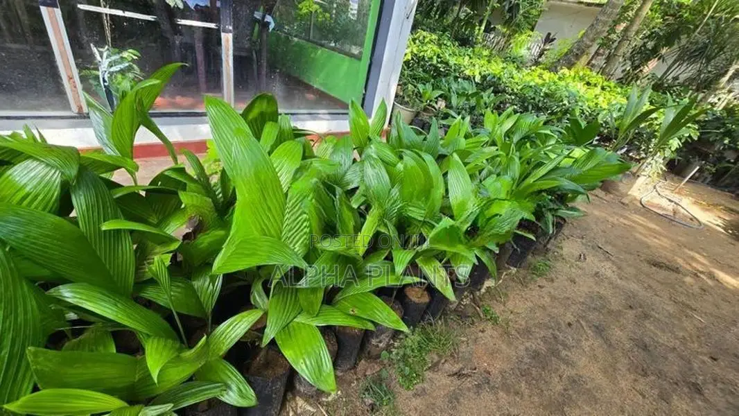 Puwak Plants