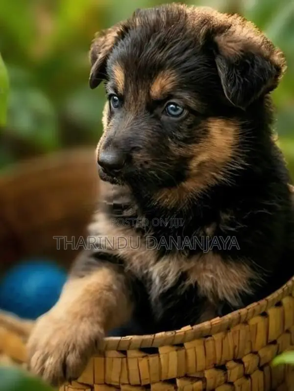 German Shepherd Long Coat Puppy
