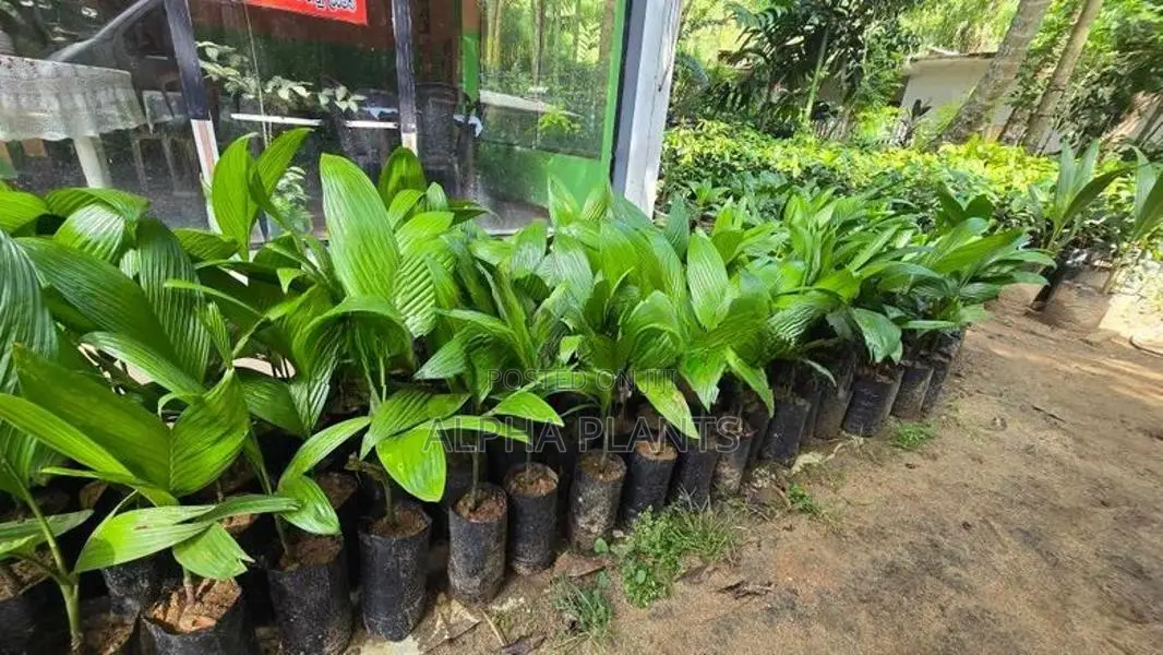 Puwak Plants