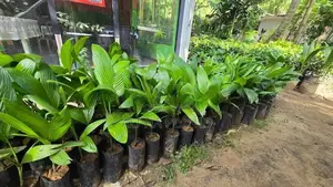 Puwak Plants