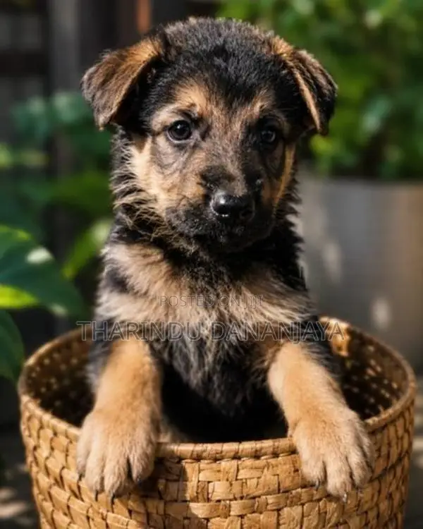 German Shepherd Long Coat Puppy