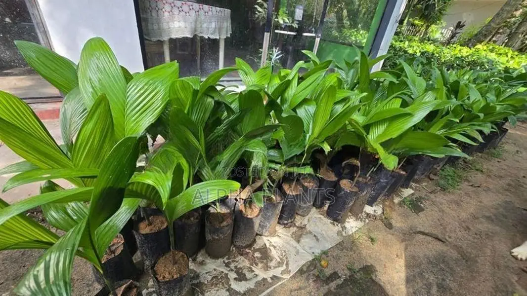 Puwak Plants