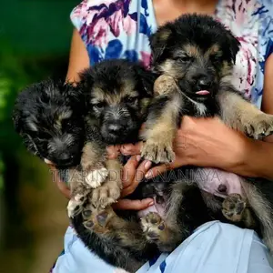 German Shepherd Long Coat Puppy