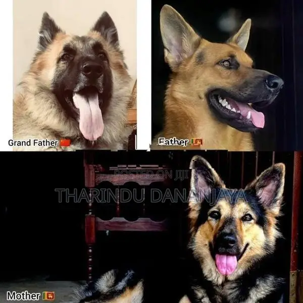 German Shepherd Long Coat Puppy