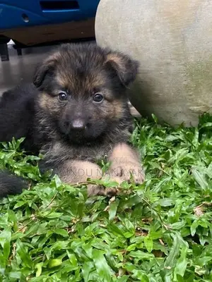 German Shepherd Puppies