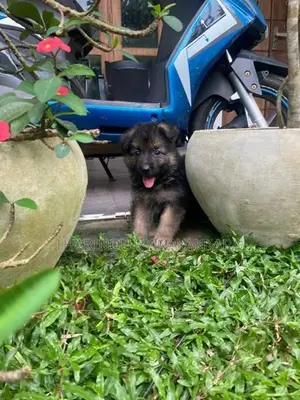 German Shepherd Puppies