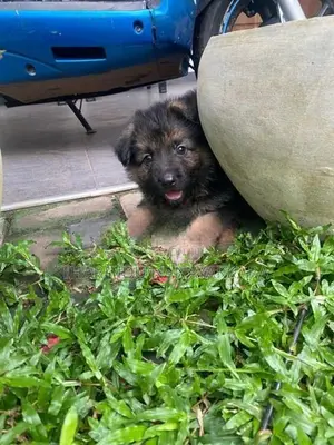 German Shepherd Puppies