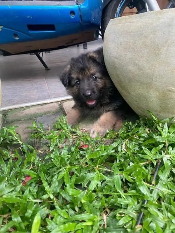 German Shepherd Puppies