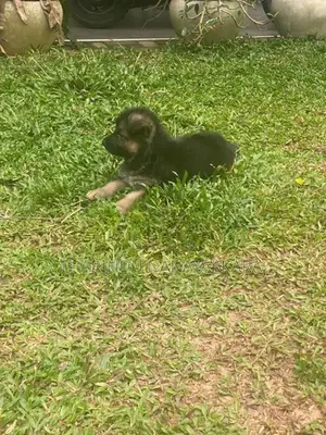 German Shepherd Puppies