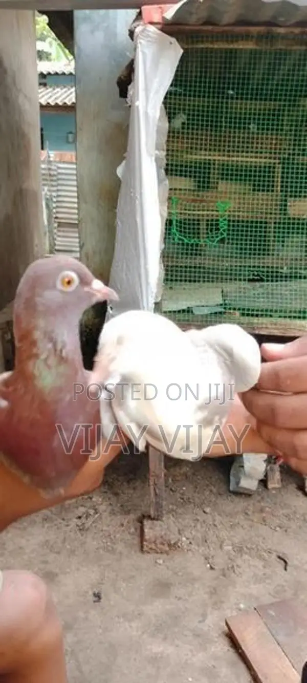 Pigeon