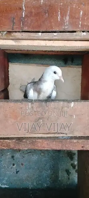 Pigeons