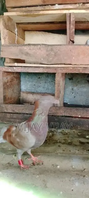 Pigeons