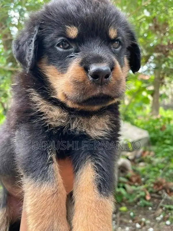 Rottweiler Puppies
