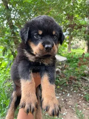 Rottweiler Puppies