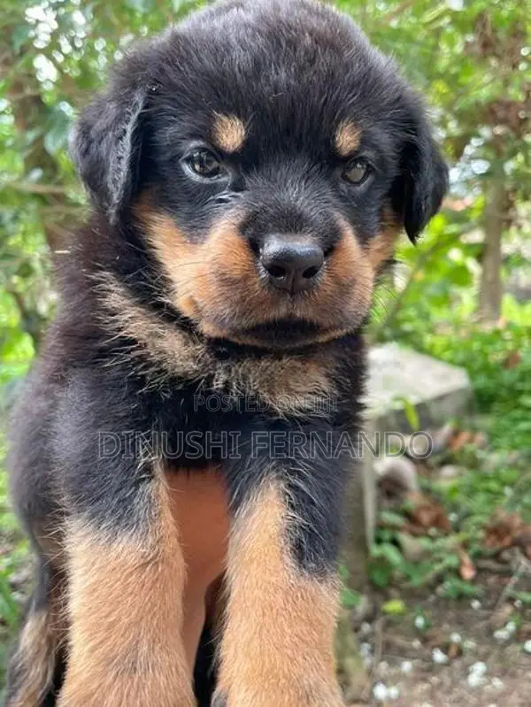 Rottweiler Puppies
