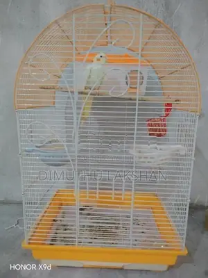 Cockatiel Bird