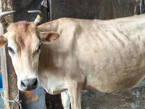 Farm Cow