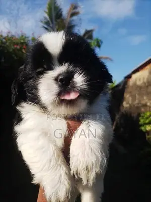 Shih Tzu Puppy