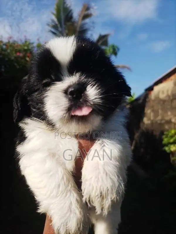 Shih Tzu Puppy