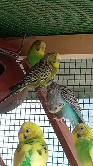 Love Birds With Cage